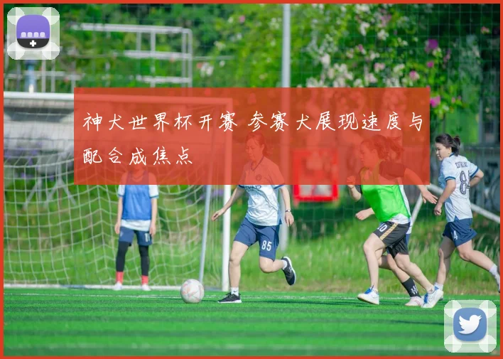 神犬世界杯开赛 参赛犬展现速度与配合成焦点
